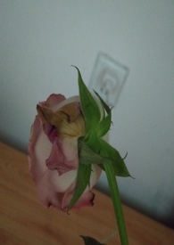 战神她在娱乐圈杀疯了